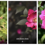 Thumbnail of three separate images of pink flowers.