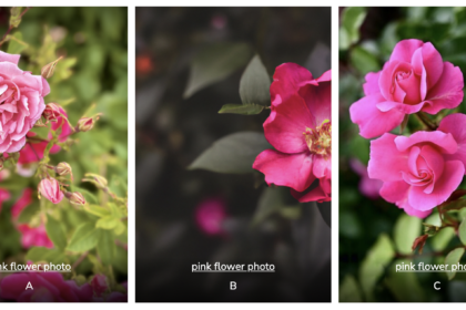 Thumbnail of three separate images of pink flowers.